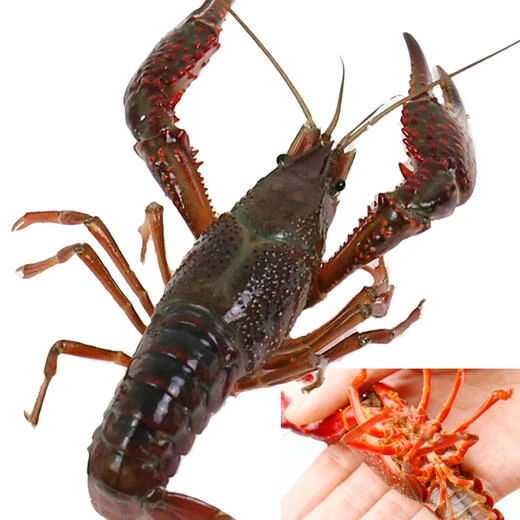 鲜活白洋淀野生生态小龙虾小中6斤（全活装货到家保鲜不包活野生小龙虾个头略微不均匀介意慎拍