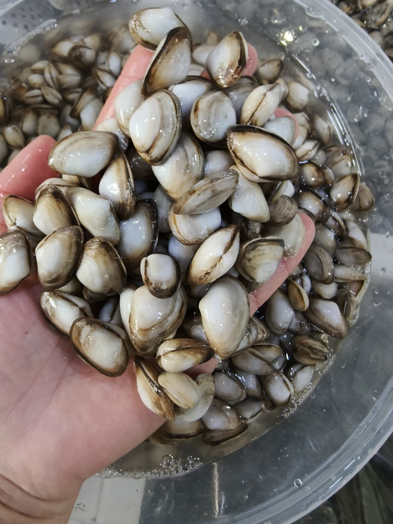 薄壳贝壳海瓜子1斤