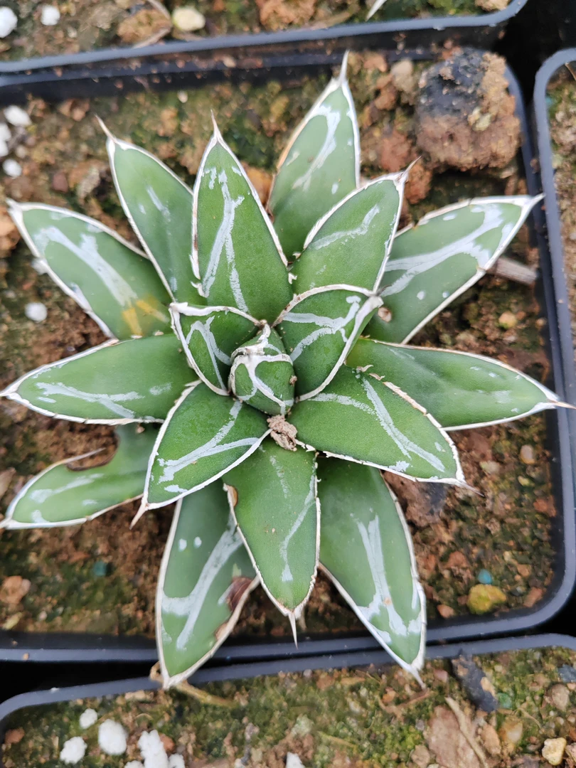 潮流植物龙舌兰笹之雪一盆