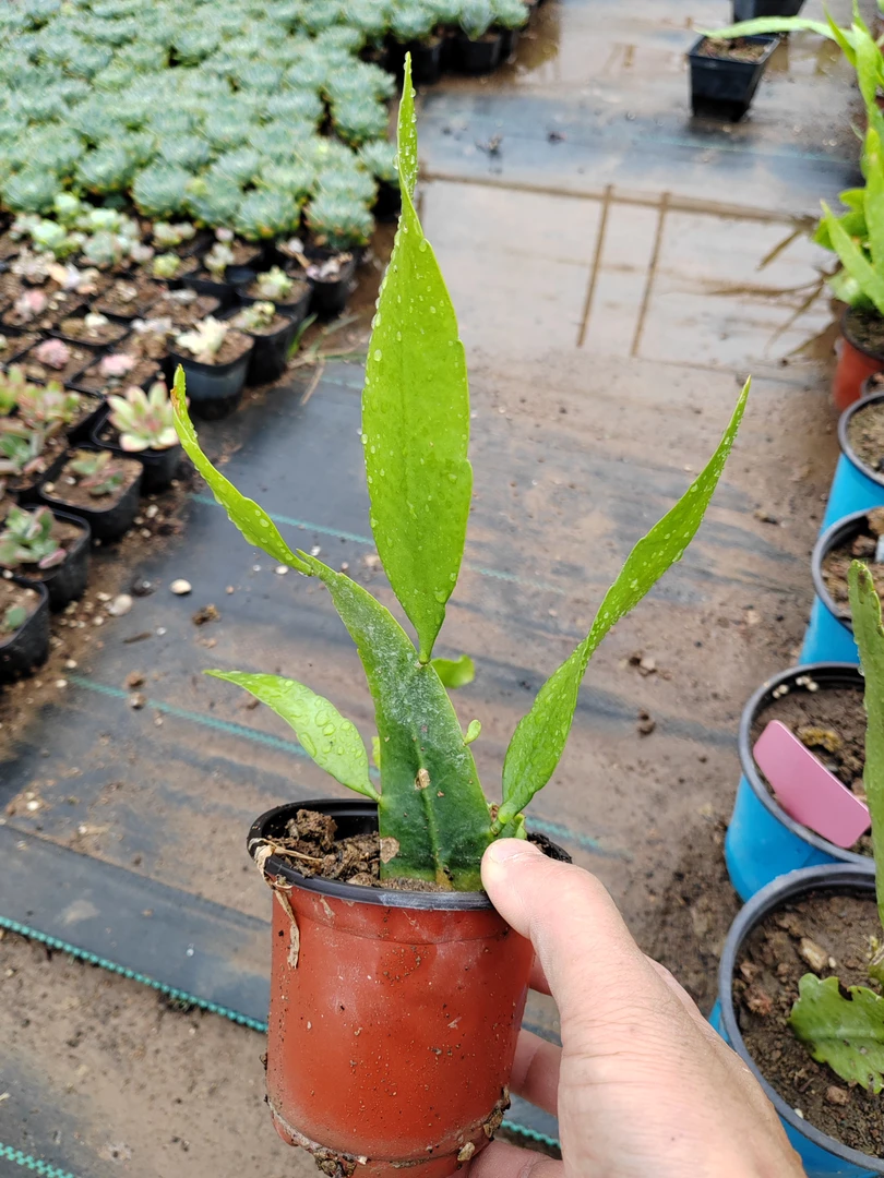 潮流植物昙花,印尼进口小叶昙花室内大果榕
