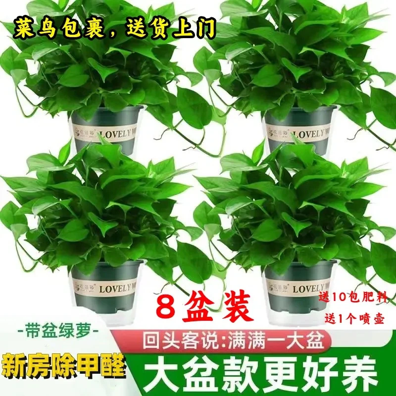【8盆装，菜鸟送货上门】桌面大盆绿萝盆栽室内植物绿箩新房家用