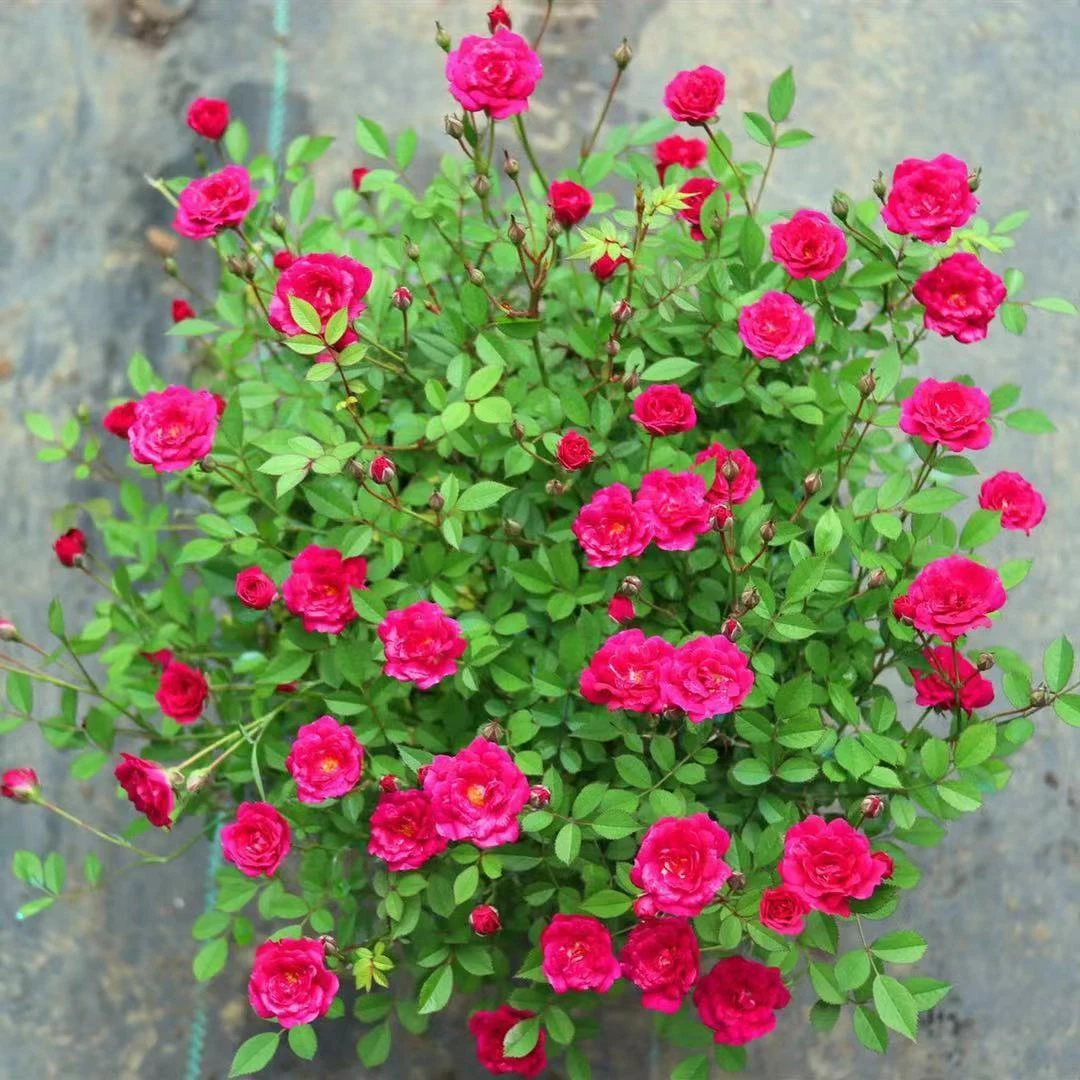 【紫咲】超微月季四季开花好养护抗病性强盆栽