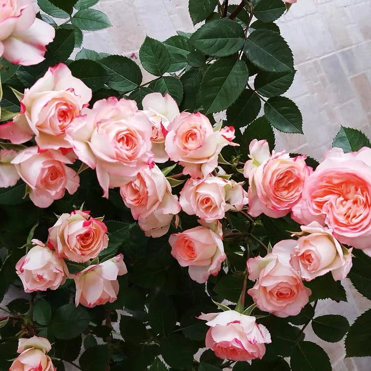 【可爱多】阳台庭院好养护抗病性强月季盆栽