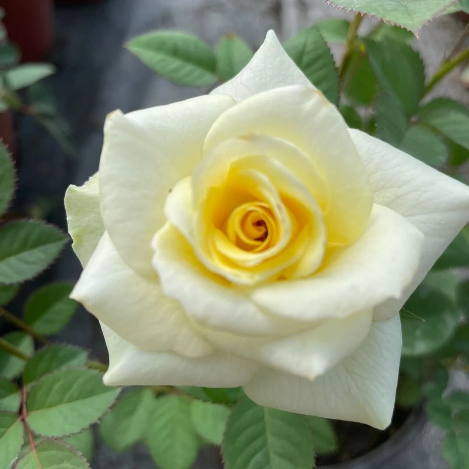 【苹果绿独颗】阳台庭院好养护抗病性强花卉绿植月季盆栽