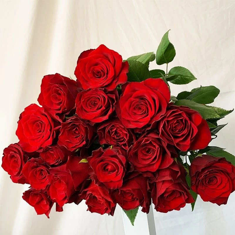 【高原红独颗老庄】红色切花大花阳台庭院好养护抗病性强月季盆栽