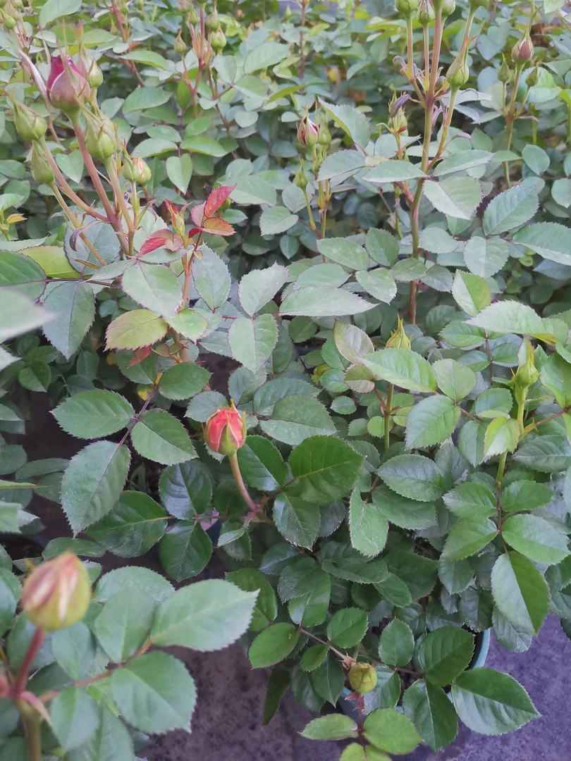 【棒棒糖月季混色】阳台庭院花园楼顶好养护抗病性强花卉绿植月季