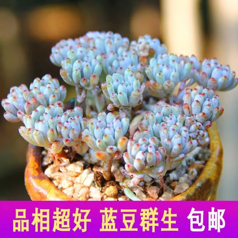 有香气的多肉花卉蓝豆多肉植物小盆栽绿植花卉盆景多肉四季防辐射