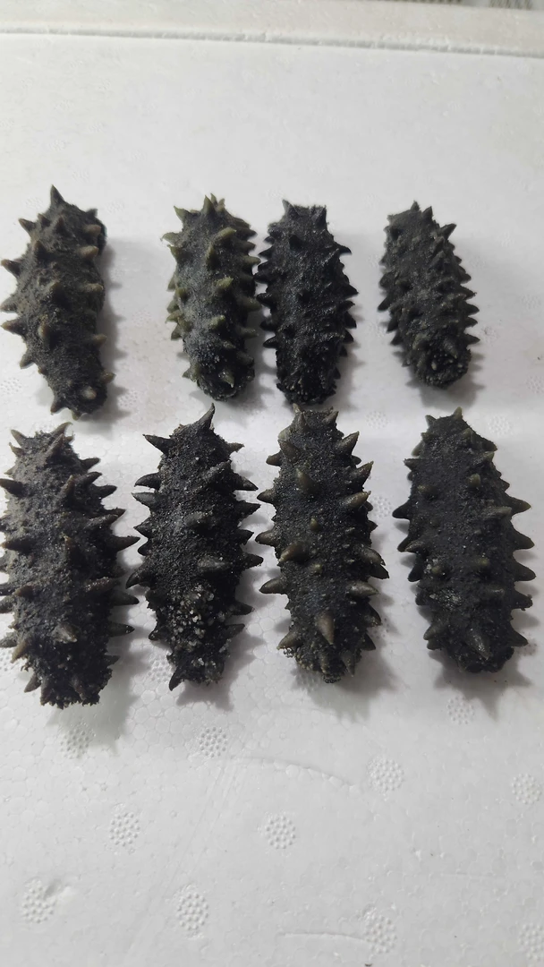 深水野生大头顶火半干海参