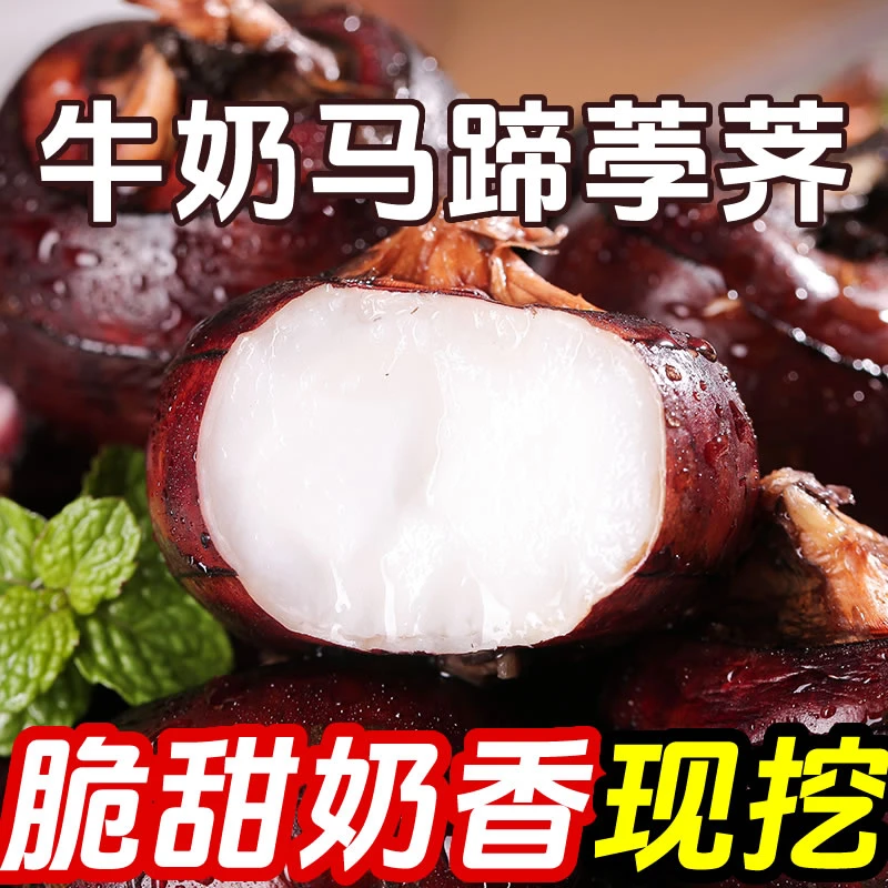 【去泥】新鲜牛奶大马蹄荸荠新鲜5斤水果珍珠马蹄莲无为荸荠马蹄果