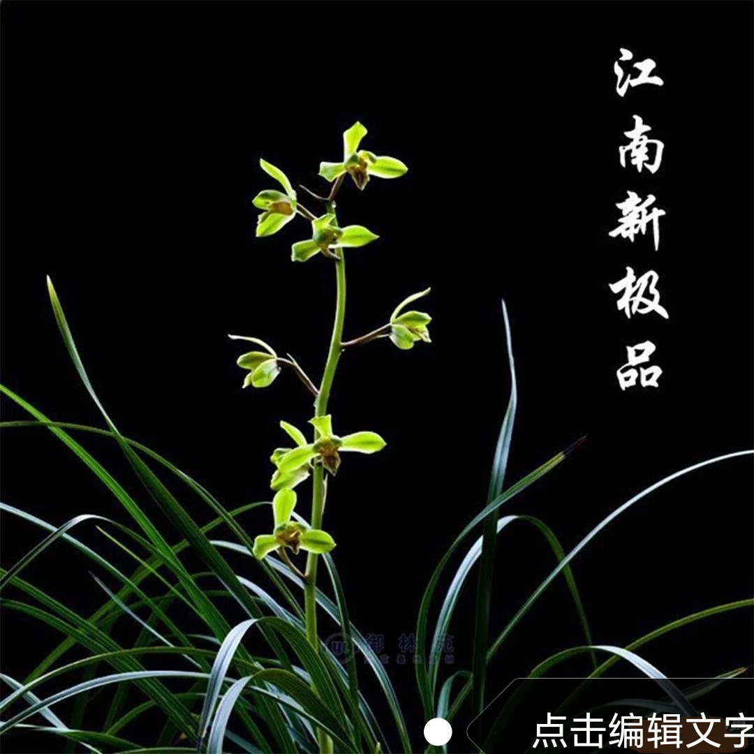 香味很好闻的蕙兰老品种，江南新极，勤苗勤花