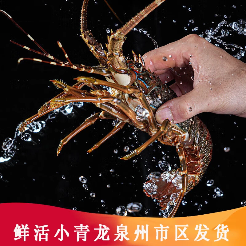 【鲜活】现货活发小青龙大龙虾 活发包鲜不包活