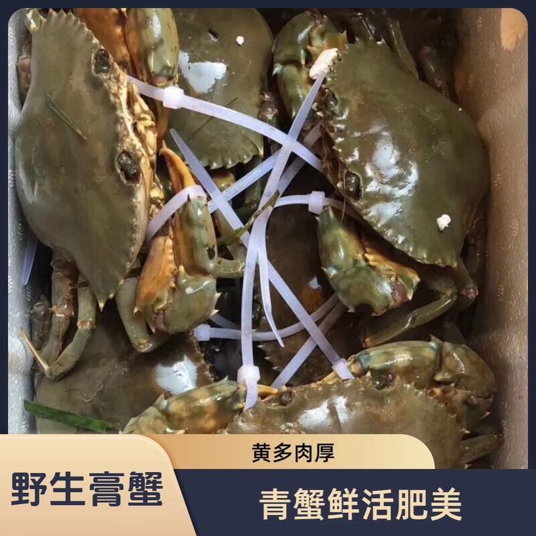 野生红膏鲟母蟹青蟹螃蟹海鲜水产膏蟹/福建省内专拍