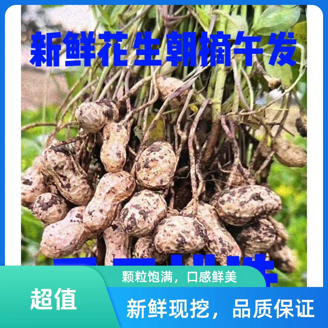 新鲜湿花生现挖现发2025年新鲜花生可水煮可做五香花生