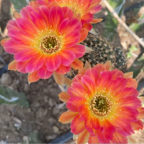 丽花L110仙人球侧牙歪