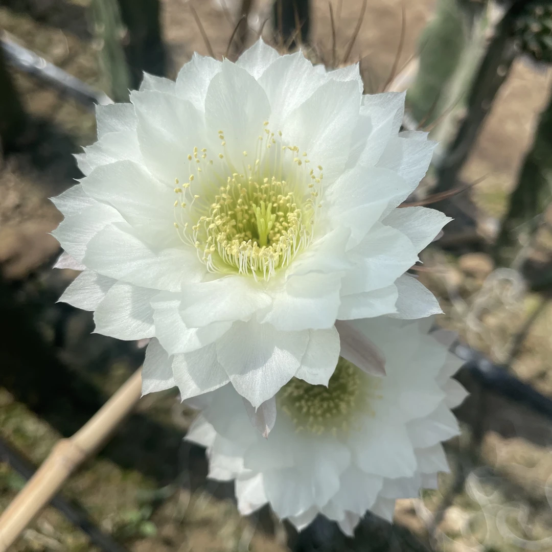 白狂野丽花仙人球侧牙