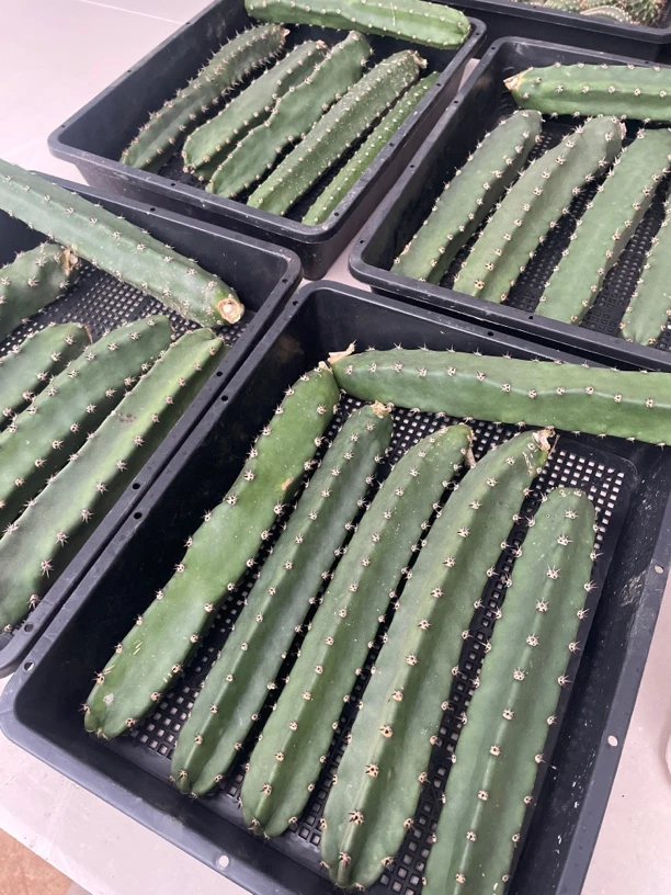 黑刺袖铺25公分以上三根仙人球