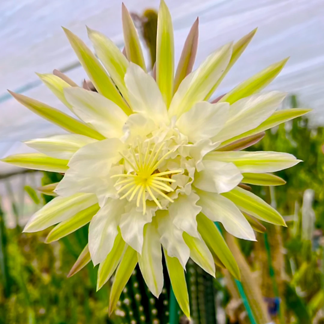 鹦鹉毛花柱侧牙8公分仙人球