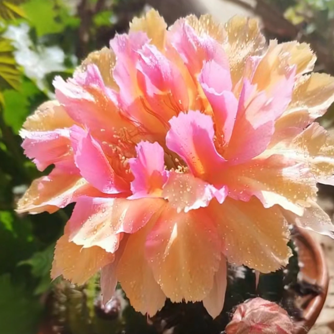 桃花眼彩草侧牙仙人球