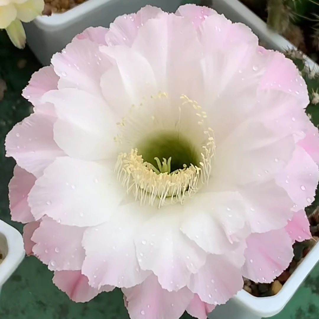 白粉彩草侧牙歪5公分仙人球