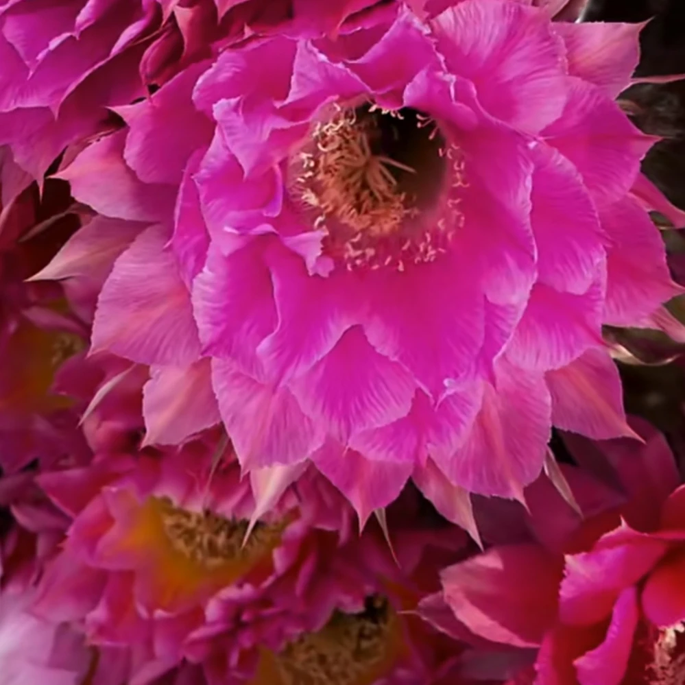 妮基彩草侧牙歪5公分仙人球