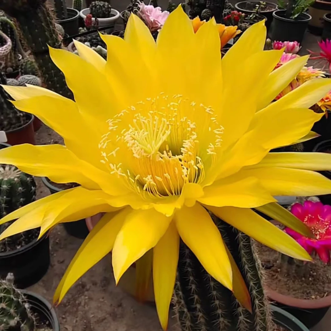 荷兰金毛花柱侧牙5公分仙人球