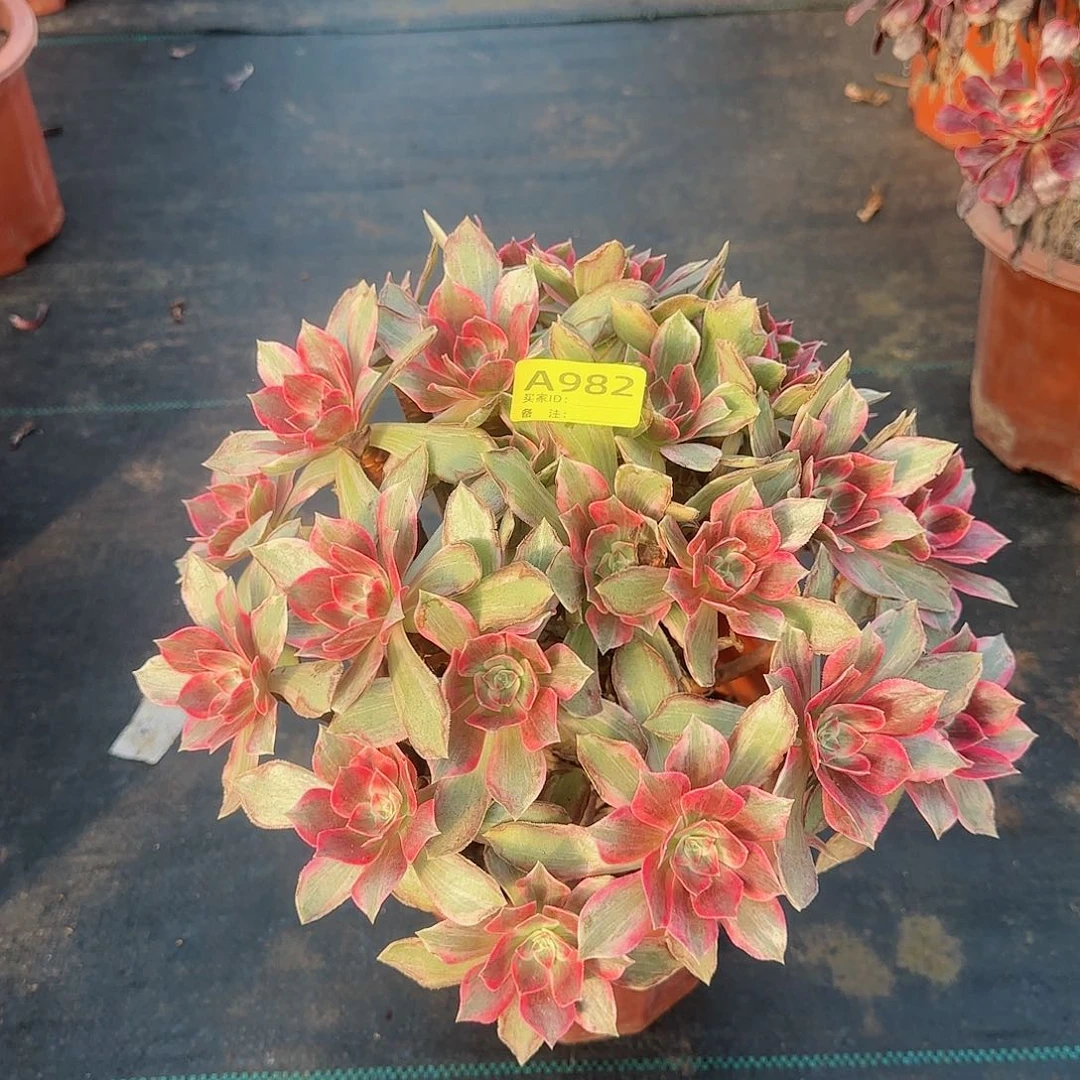 焕莎法师多肉多肉多肉982