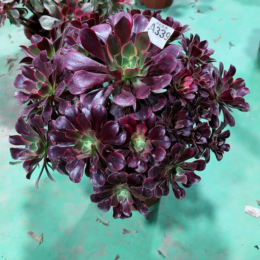 金丝雀339多肉多肉