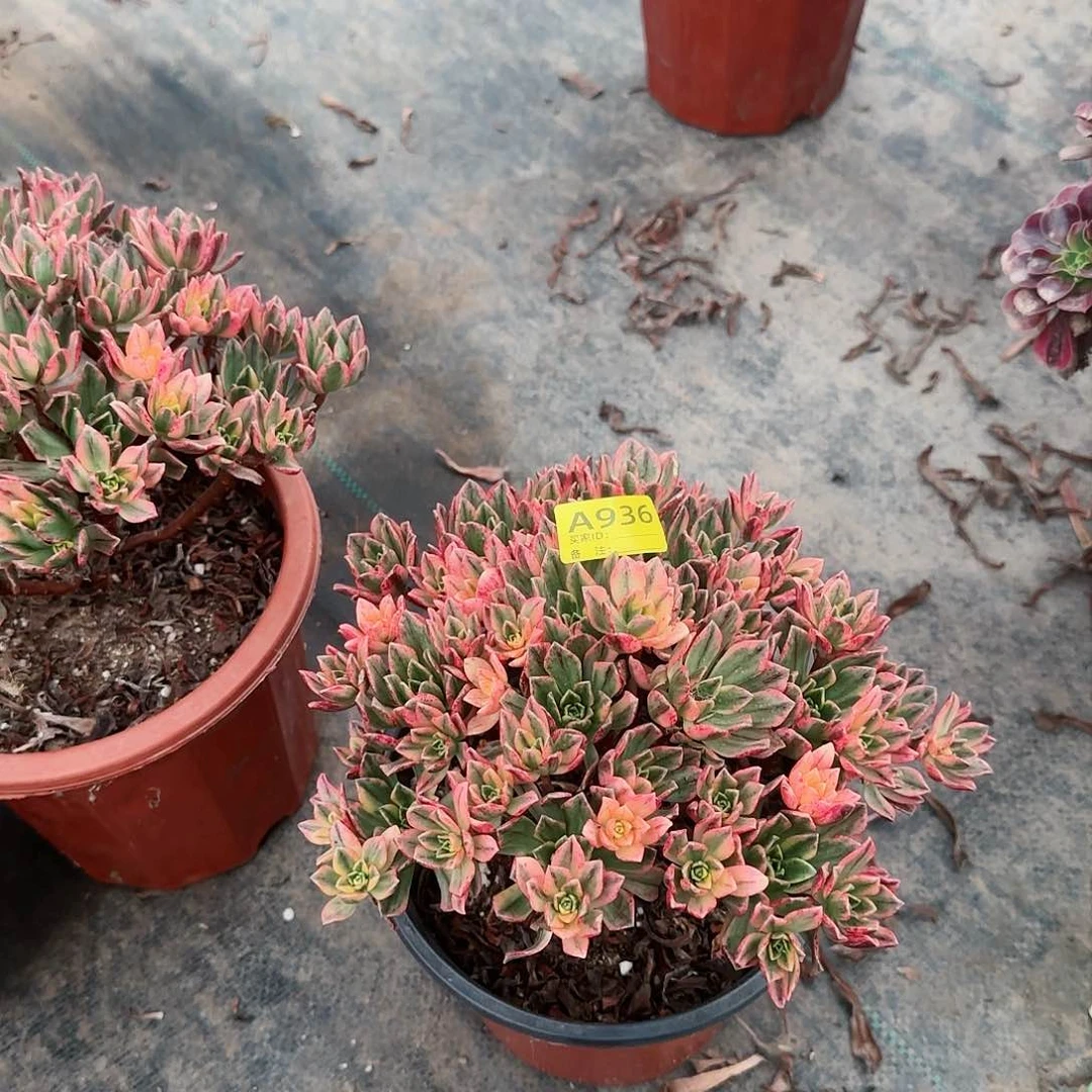 甜茶936多肉多肉