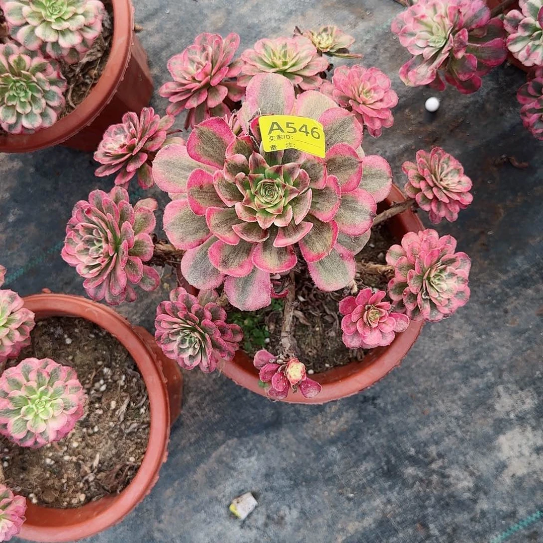 白月光546多肉多肉