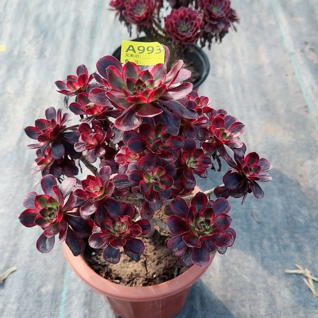 香奈儿法师多肉993