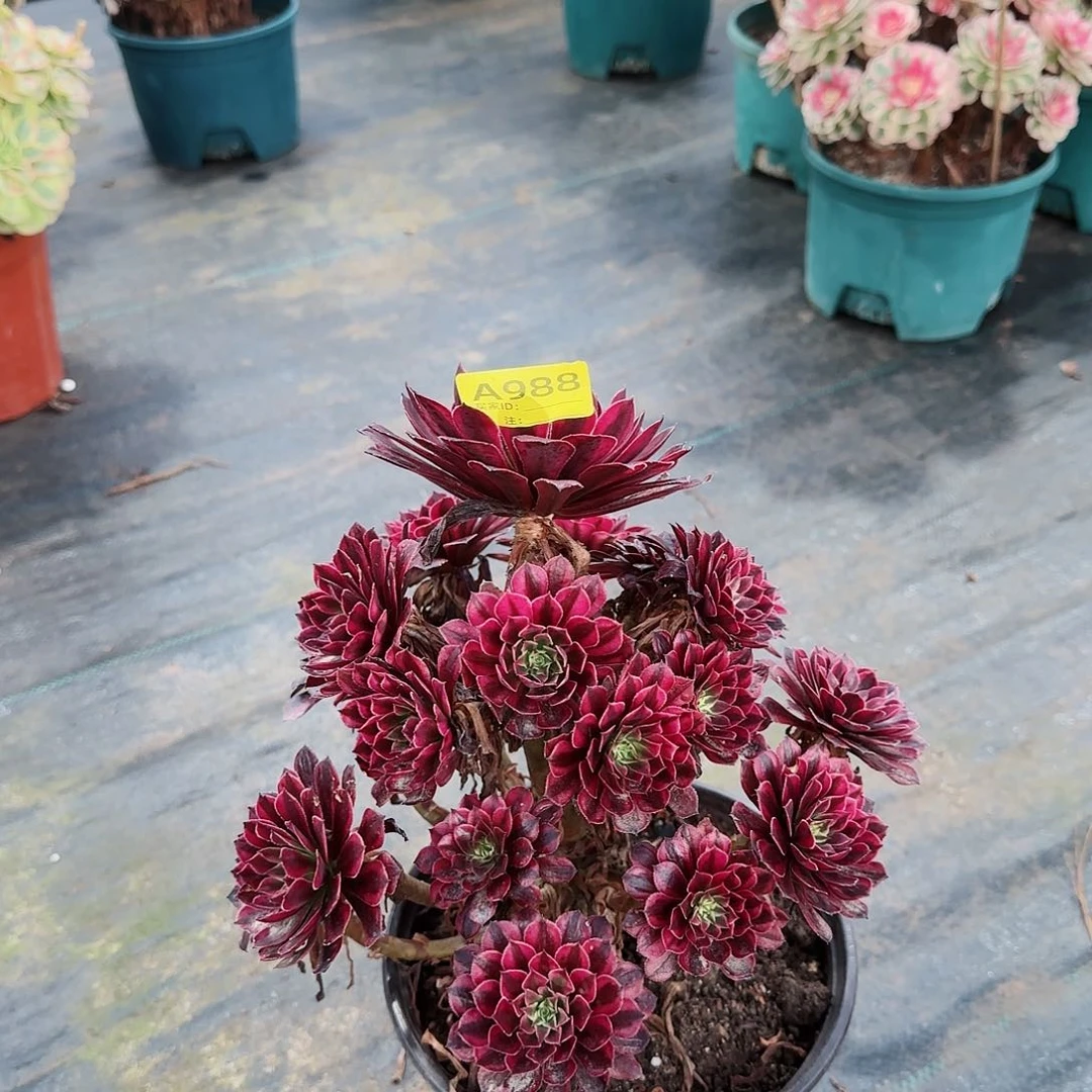 黑铜白法师多肉988