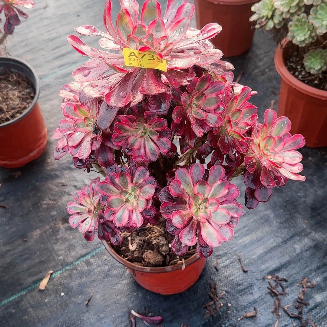 丽娜735多肉多肉