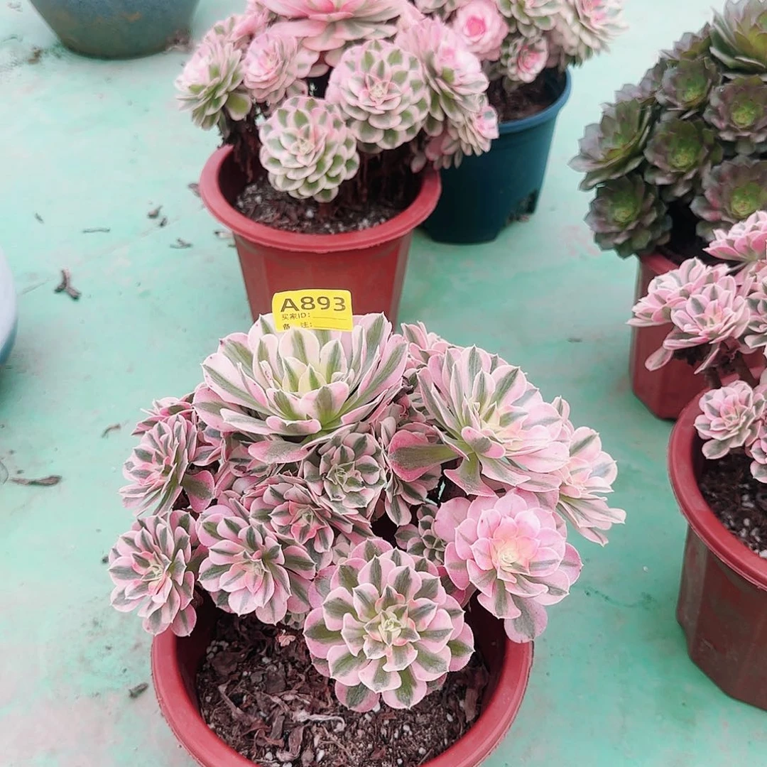 仟**爱粉女巫法师多肉893