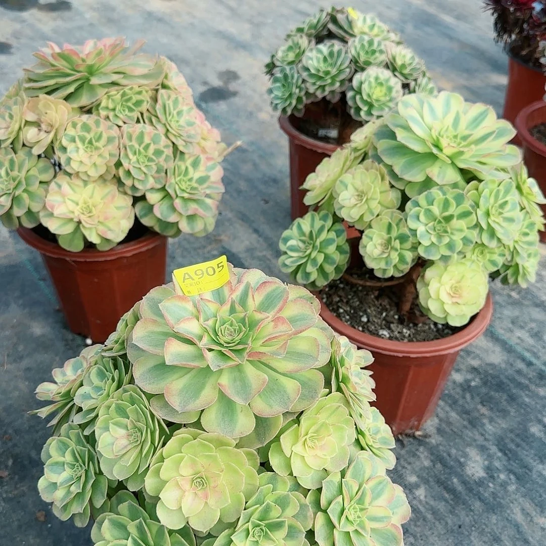 阿****龙雨荷法师多肉多肉多肉905