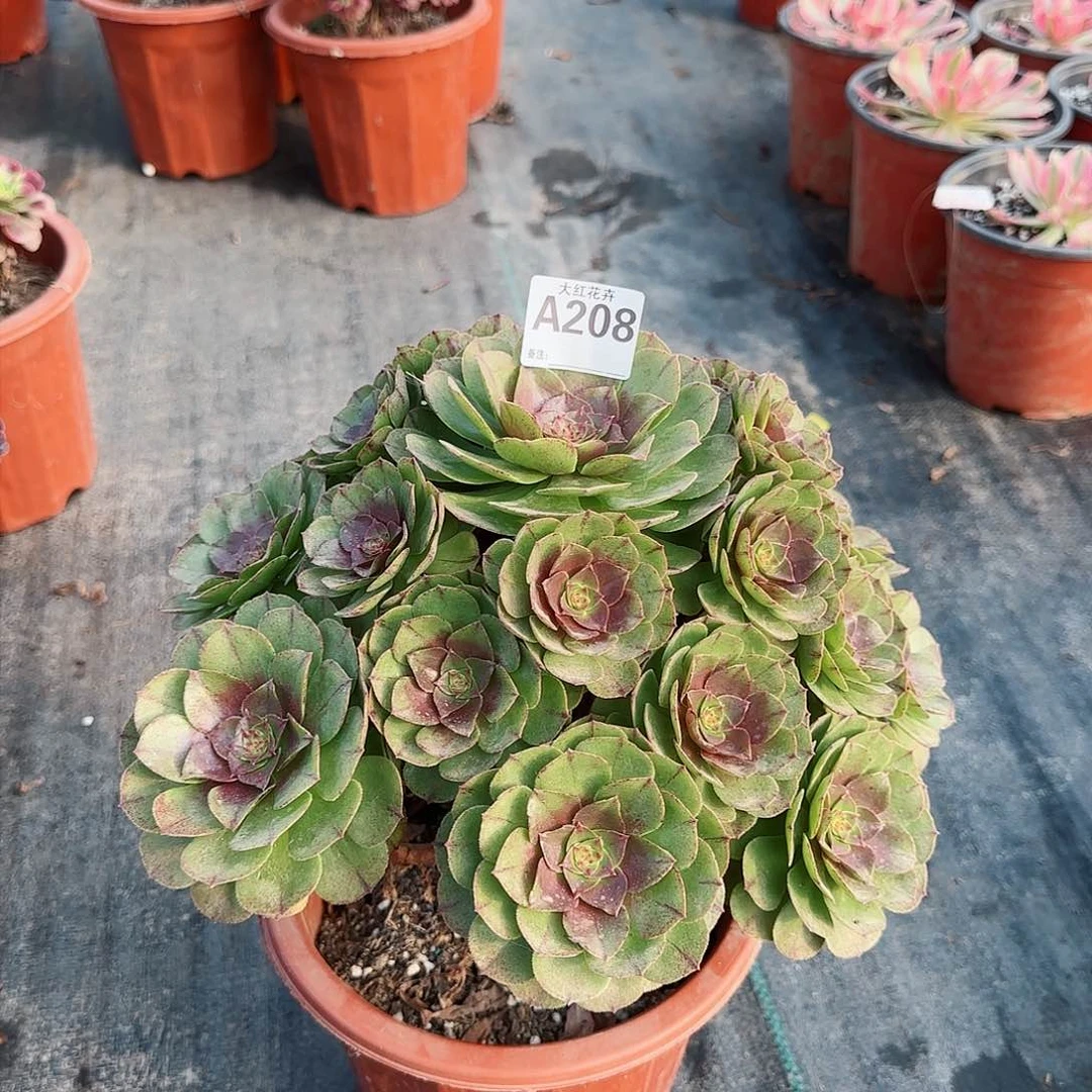 红心沙拉碗法师多肉208