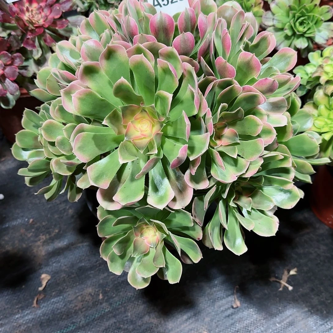 香妃525多肉多肉