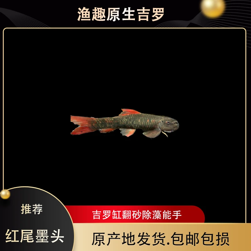 红尾墨头 除藻能手 工具鱼套餐饲养活体小鱼观赏鱼小鱼观赏鱼