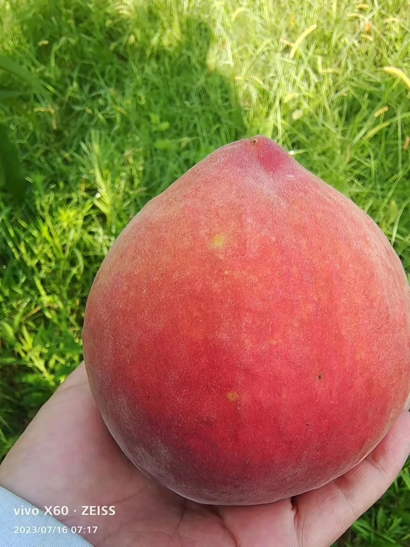 黄金蜜三号甜黄桃，现摘现发，自家果园直供