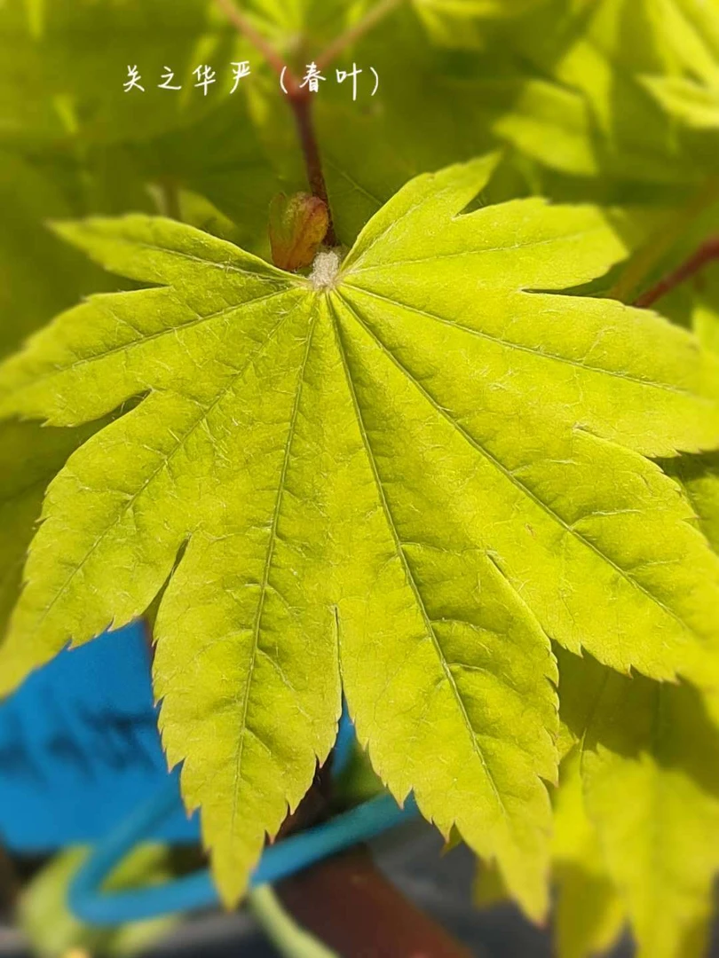 关之华严团扇系列品种