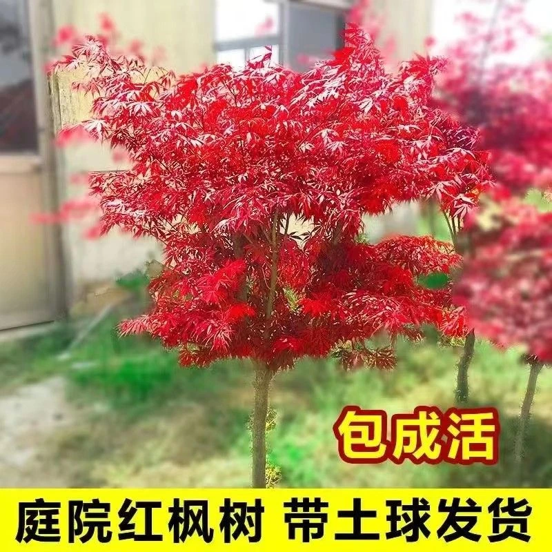 地栽盆栽中华小叶红三季红适合别墅公园农家小院南北方种植观赏