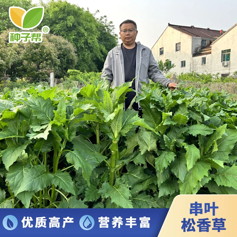 华夏神菊种子串叶松香草大叶蛋白菊多年生教授菊牛羊蛋白养猪牧草