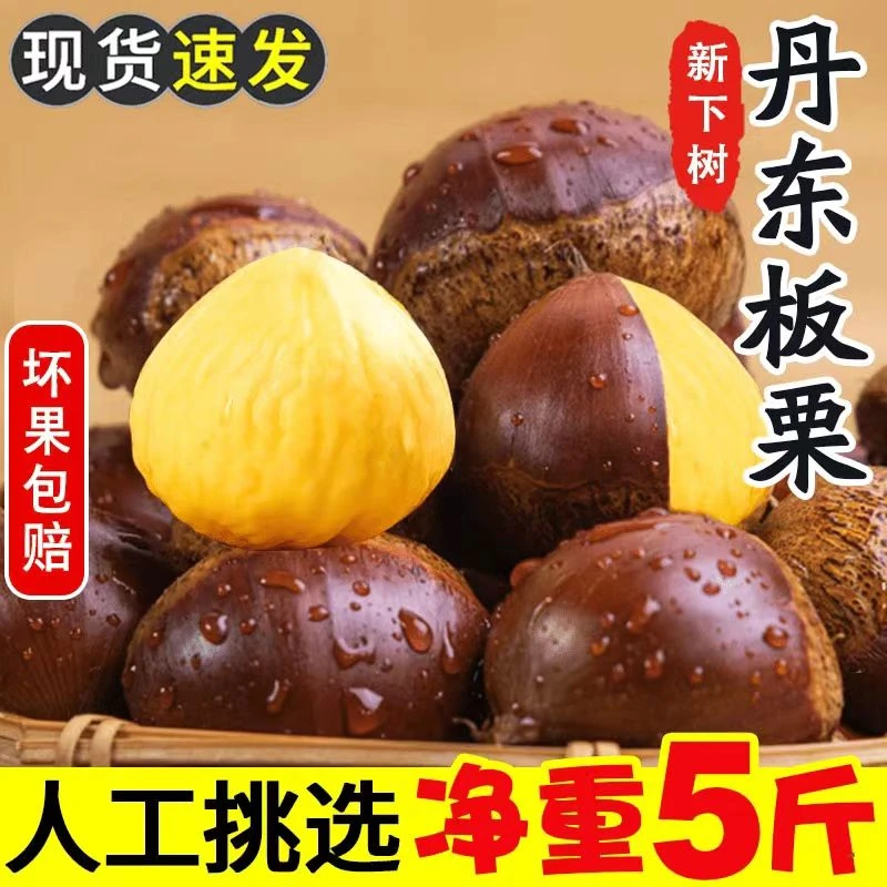 2024新鲜丹东板栗5斤鲜栗子生嫩大板粟板栗野生板栗子非油栗