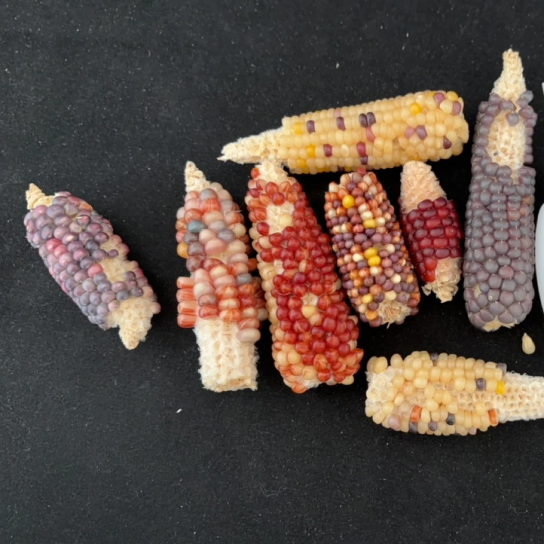 玉米文玩补粒 血丝 哥特 小红  小彩修补配粒玉米手工材料包