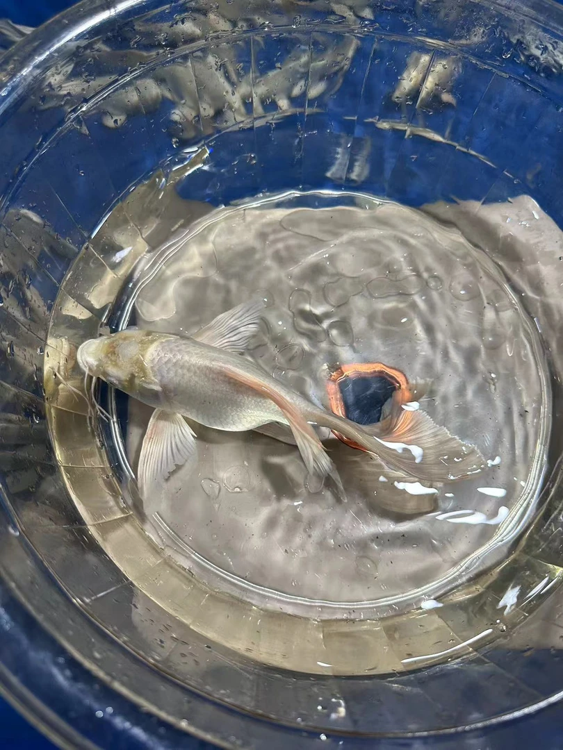 小迪观赏鱼 活体饲养混养 包邮包活不包养