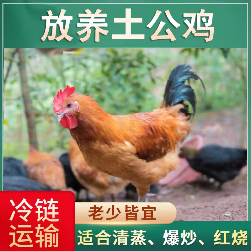 【小芳家】农家散养土公鸡200多天 毛重4只11-13斤净重4只8.2-8.8斤