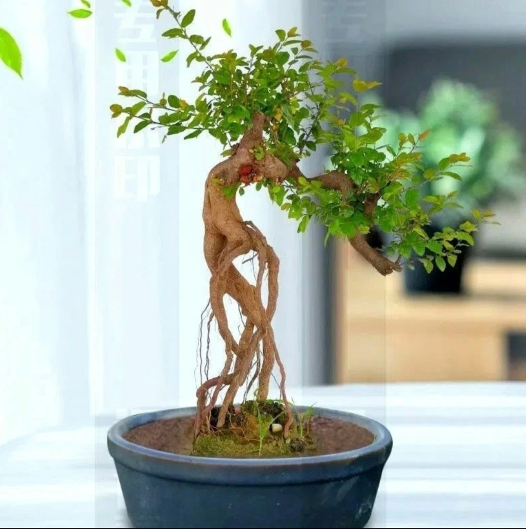 海岛春花、龙船花、山格木、雀梅、小叶簕竹。