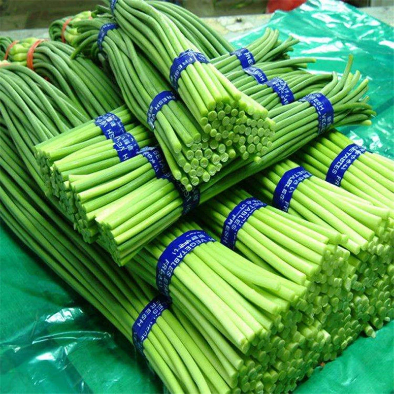【坏了包赔】山东新鲜蒜苔脆嫩蒜苔新鲜蔬菜嫩蒜苔5斤产地直新