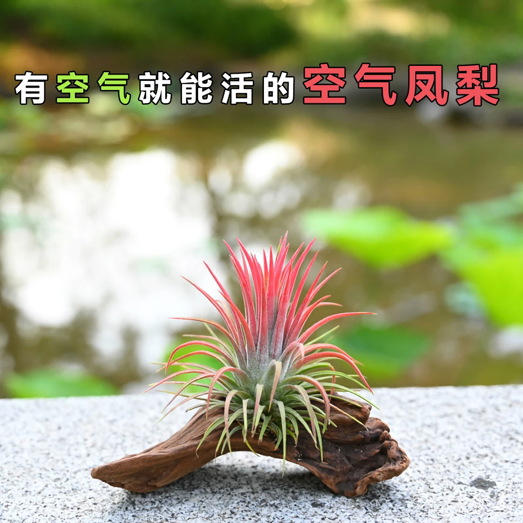 空气凤梨无土懒人桌摆植物红精灵福果沉木造景室内好养活迷你绿植