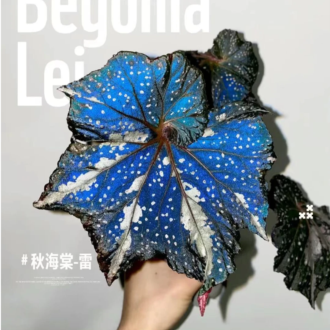 【秋海棠处理！】叶损款小苗 4棵盲盒叶损无售后介意勿拍