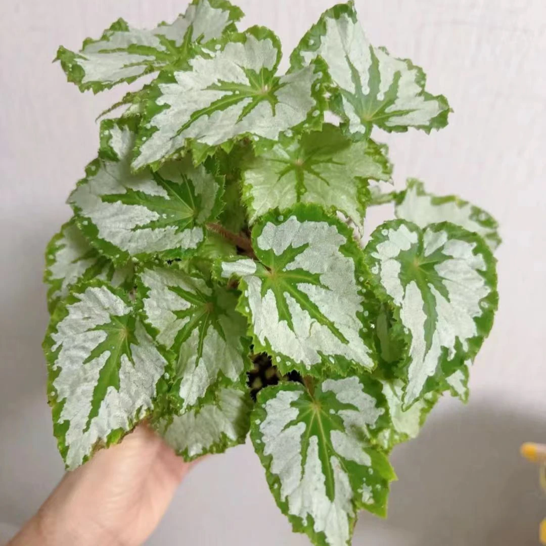 【植物鸟】秋海棠ins风网红盆栽室内创意观叶绿植爆盆